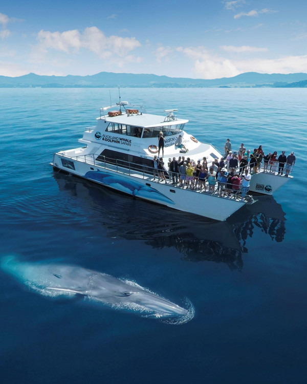 dolphin and whale watch