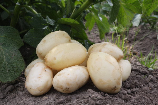 Rangeview Jersey bennes