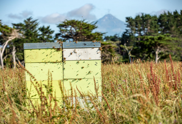 Egmont Honey farm