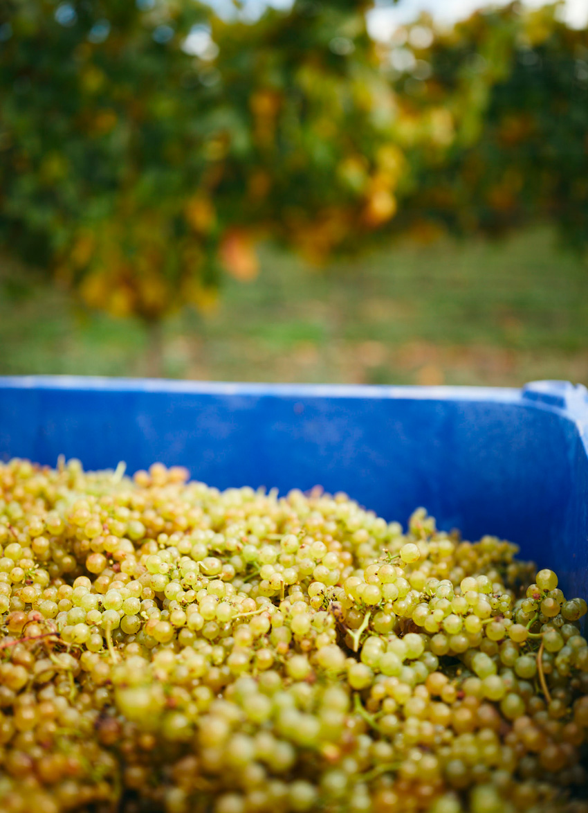 Chardonnay grapes
