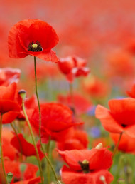 Find Your Local Anzac Day Service - 2024