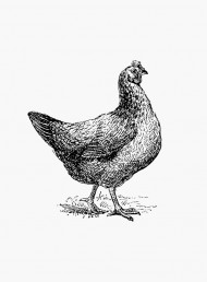 A guide to meat: chicken