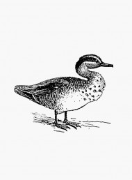 A guide to meat: duck