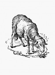 A guide to meat: lamb