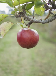 When life gives you apples...