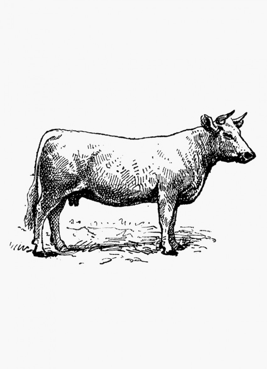 A guide to meat: beef