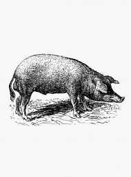 A guide to meat: pork