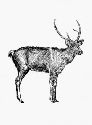 A guide to meat: venison