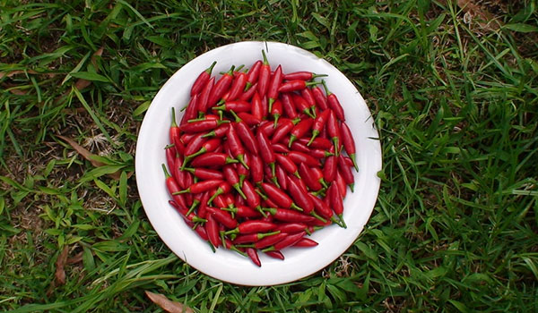 bird's eye chilli