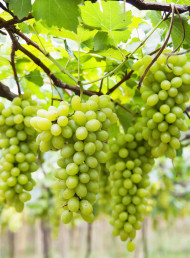 Tasting Panel – Chardonnay