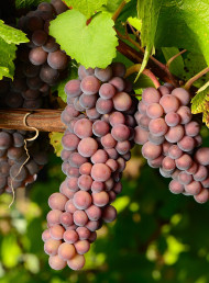 Tasting Panel – Pinot Gris