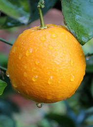 In season: Navel Oranges