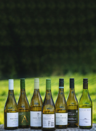 Why Marlborough's 2020 sauvignon blancs promise to be some of the best ever